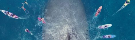 En Eaux Troubles : un mégalodon au cinéma cet été !